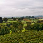 Wunderbares Markgräflerland