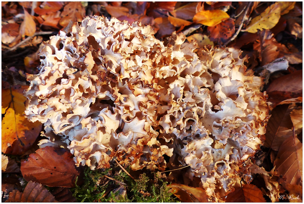 Wunderbares Pilz Gewächs , 