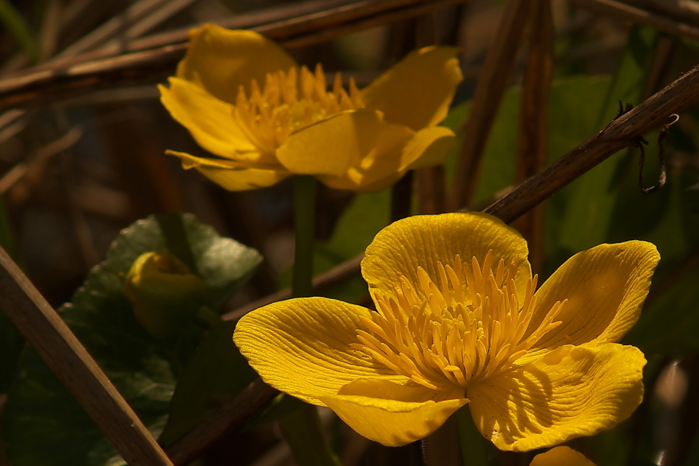 Wunderbares Strahlen , Dettingen a.d. Erms, Biosphärengebiet schw. Alb