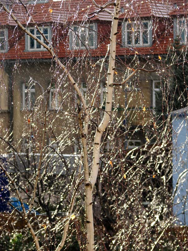 Wunderbaum im Regen.