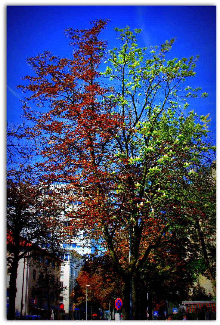 Wunderbaum in Freiburg