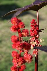 Wunderbaum in Nachbars Garten