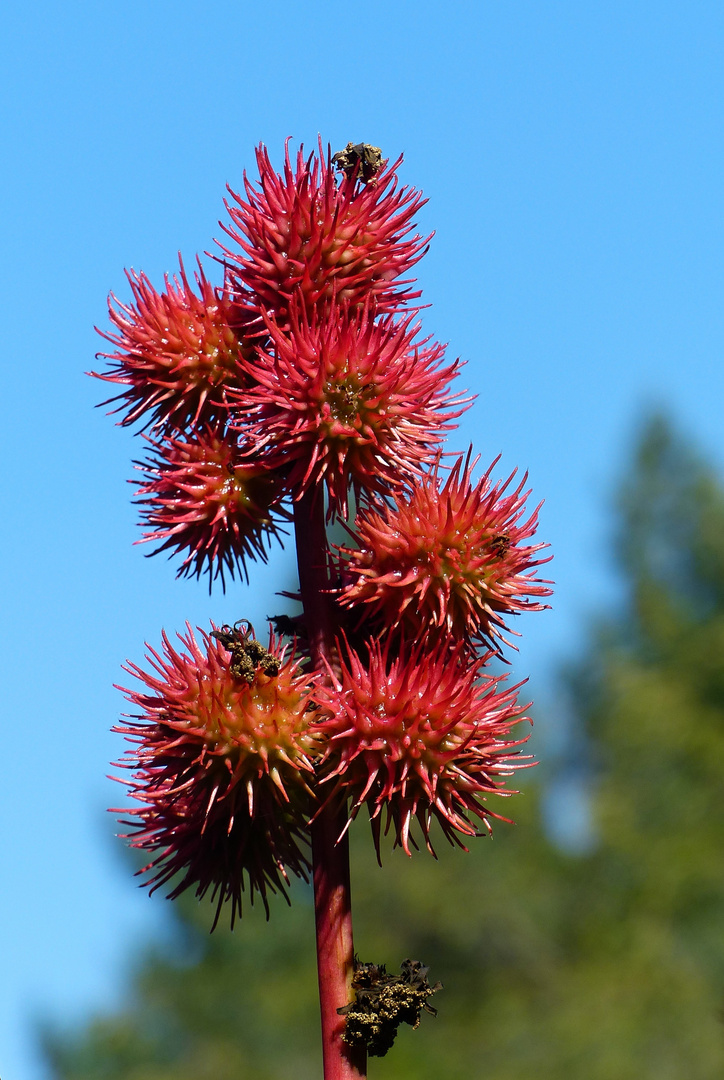 Wunderbaum oder auch Rizinus