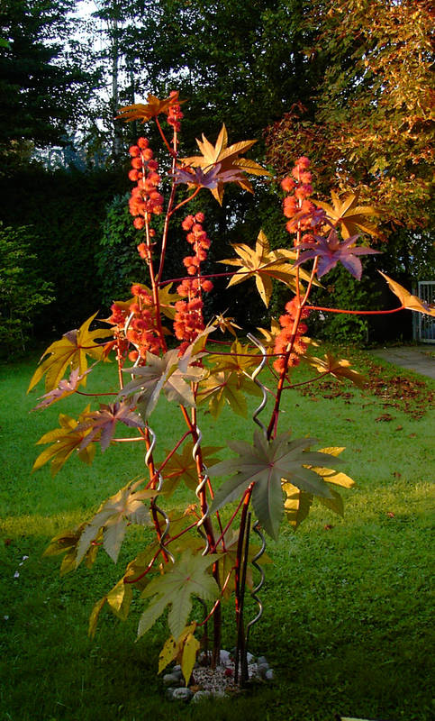 Wunderbaum ( Ricinus )