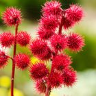 Wunderbaum (Ricinus communis)