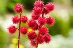 Wunderbaum (Ricinus communis)