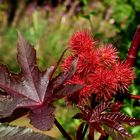 Wunderbaum - Ricinus