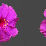 Wunderblume - 3D Kreuzblick