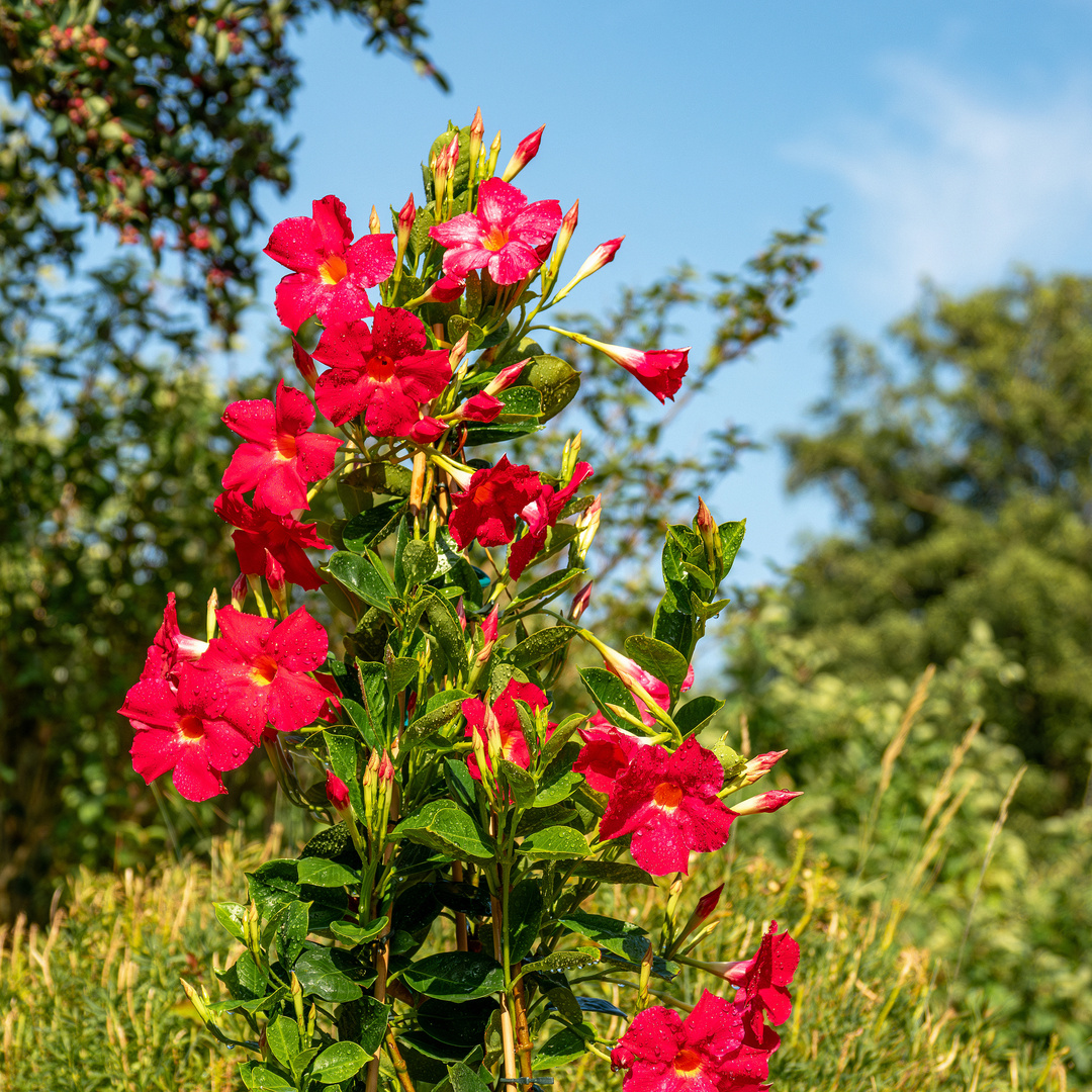 Wunderblume