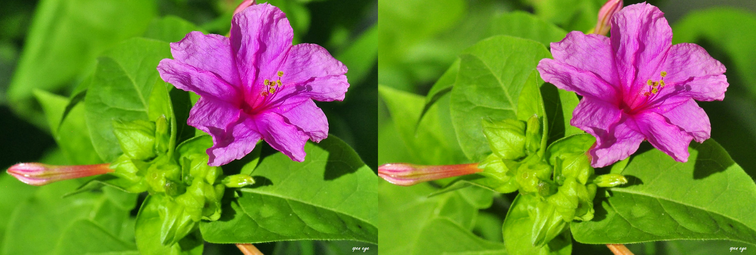 Wunderblume ( Mirabilis jalapa ) - 3D Kreuzblick