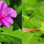 Wunderblume ( Mirabilis jalapa ) - 3D Kreuzblick