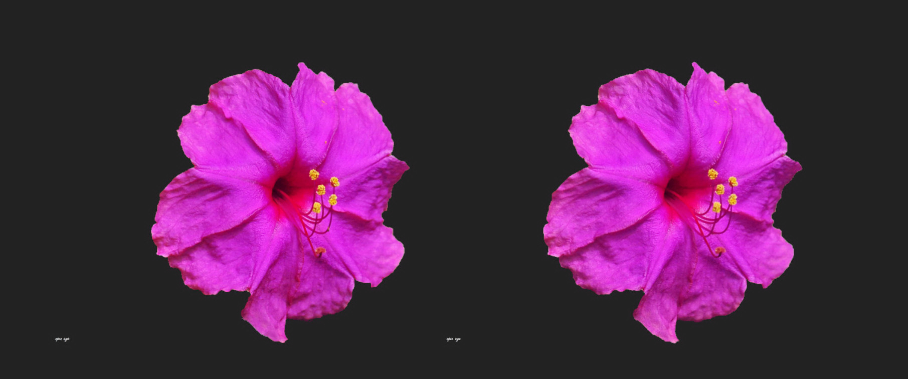 Wunderblume ( Mirabilis jalapa ) - 3D Kreuzblick