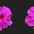 Wunderblume ( Mirabilis jalapa ) - 3D Kreuzblick