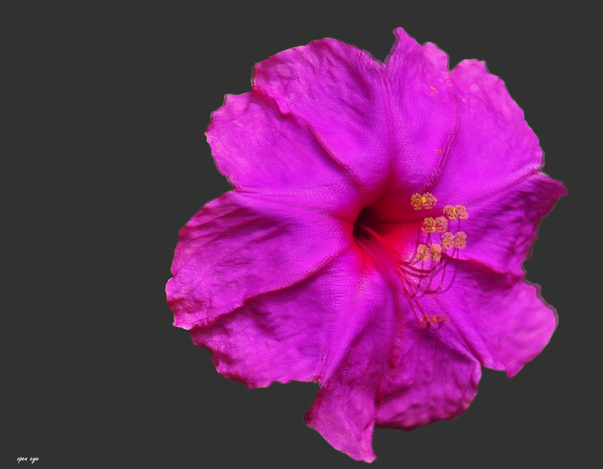 Wunderblume ( Mirabilis jalapa)