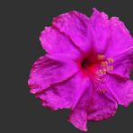 Wunderblume ( Mirabilis jalapa)