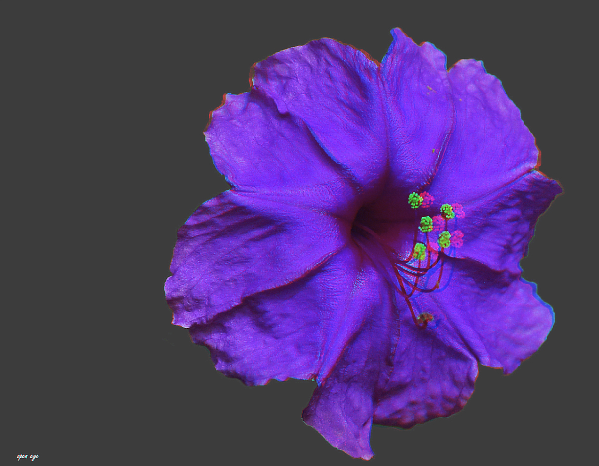 Wunderblume ( Mirabilis jalapa ) - Anaglyphen 