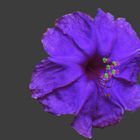 Wunderblume ( Mirabilis jalapa ) - Anaglyphen 