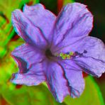 Wunderblume (Mirabilis jalapa) - Anaglyphen 