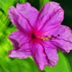 Wunderblume (Mirabilis jalapa)