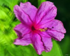 Wunderblume (Mirabilis jalapa)