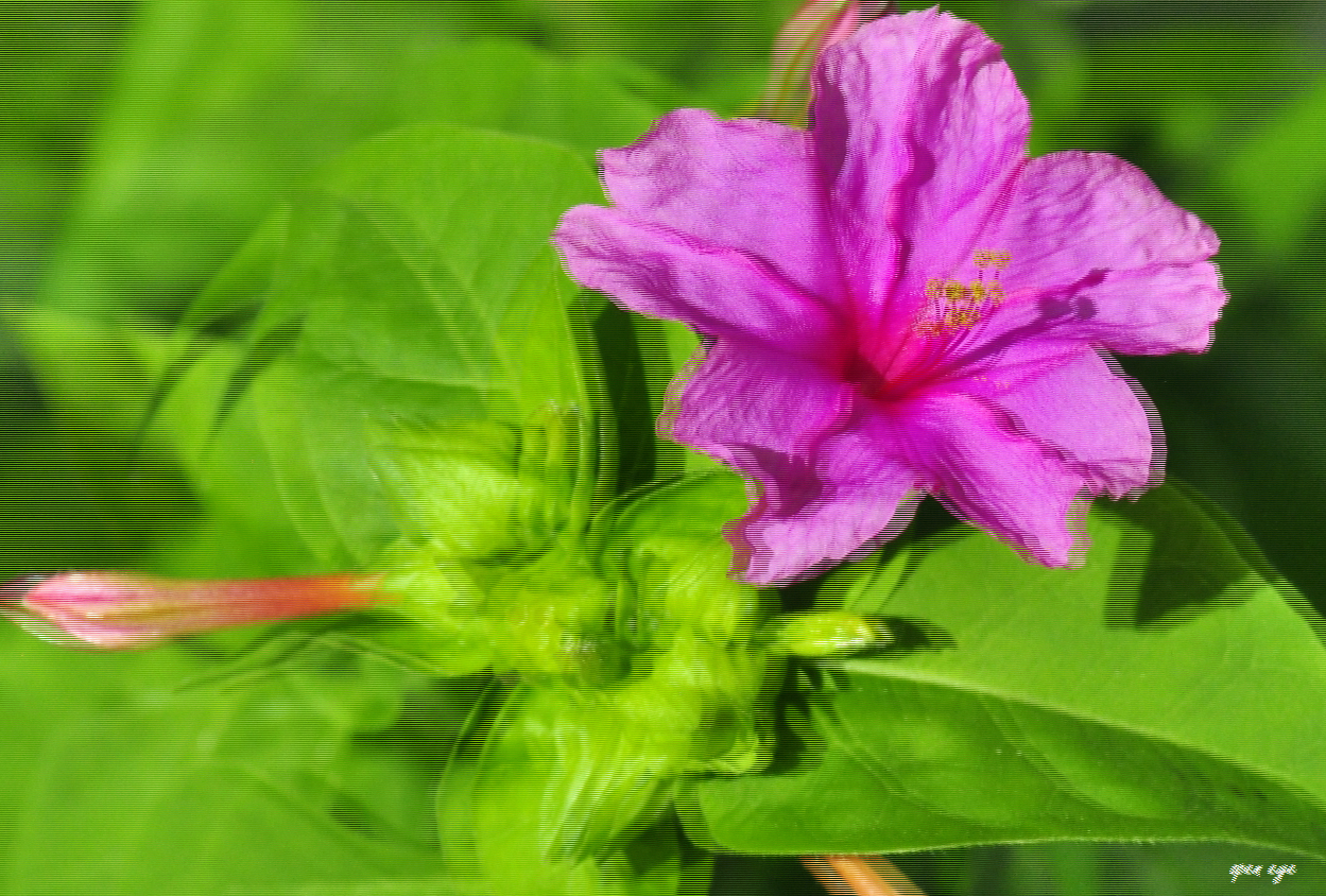 Wunderblume ( Mirabilis jalapa )