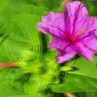 Wunderblume ( Mirabilis jalapa )