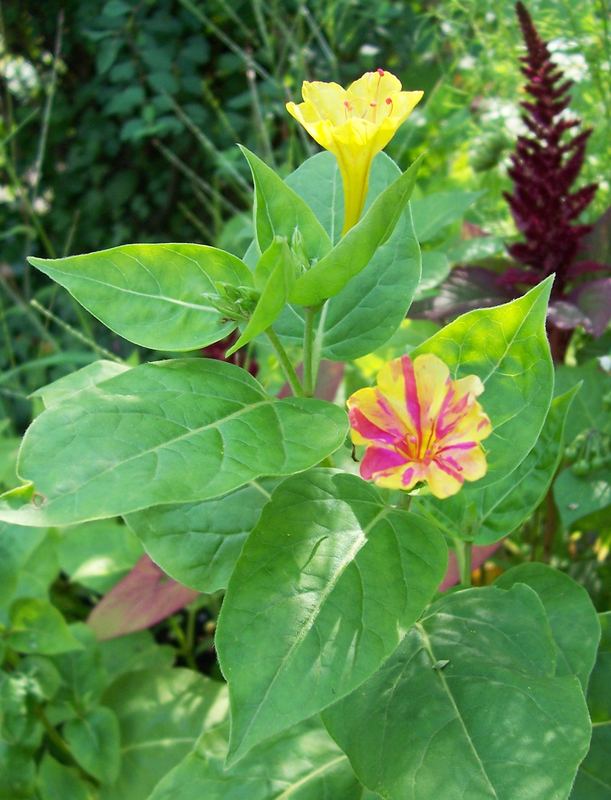 Wunderblume mit gelber Blüte