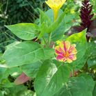 Wunderblume mit gelber Blüte