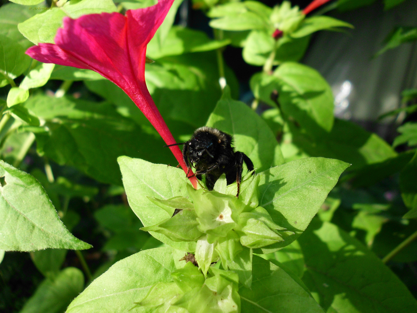 Wunderblume mit Hummel