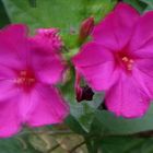 Wunderblumen - Mirabilis jalapa - 3D Interlaced