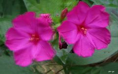 Wunderblumen - Mirabilis jalapa - 3D Interlaced