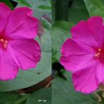 Wunderblumen - Mirabilis jalapa - 3D Kreuzblick