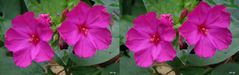 Wunderblumen - Mirabilis jalapa - 3D Kreuzblick