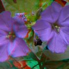 Wunderblumen - Mirabilis jalapa  - Anaglyphen