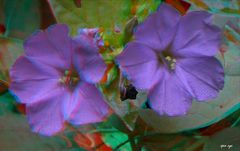 Wunderblumen - Mirabilis jalapa  - Anaglyphen