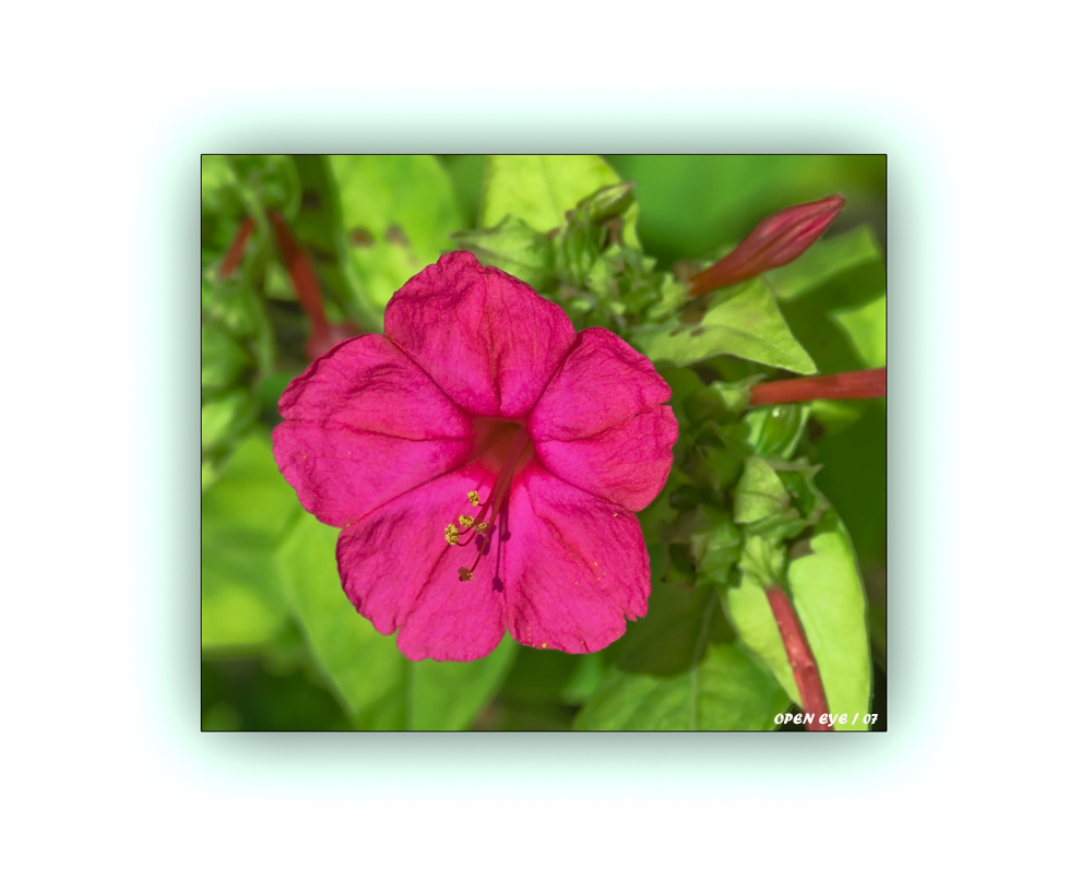Wunderblumen - (Mirabilis jalapa) - Oder auch japanische Wunderblume  genannt