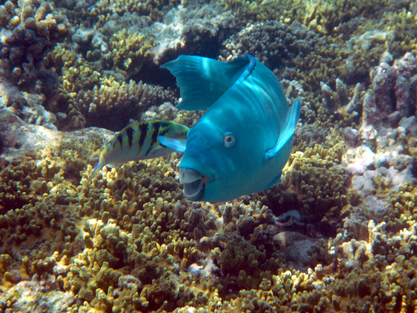 wunderchöner Papageifisch