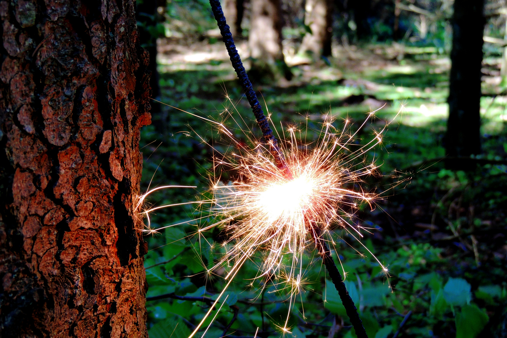 Wunderkerze am Baum