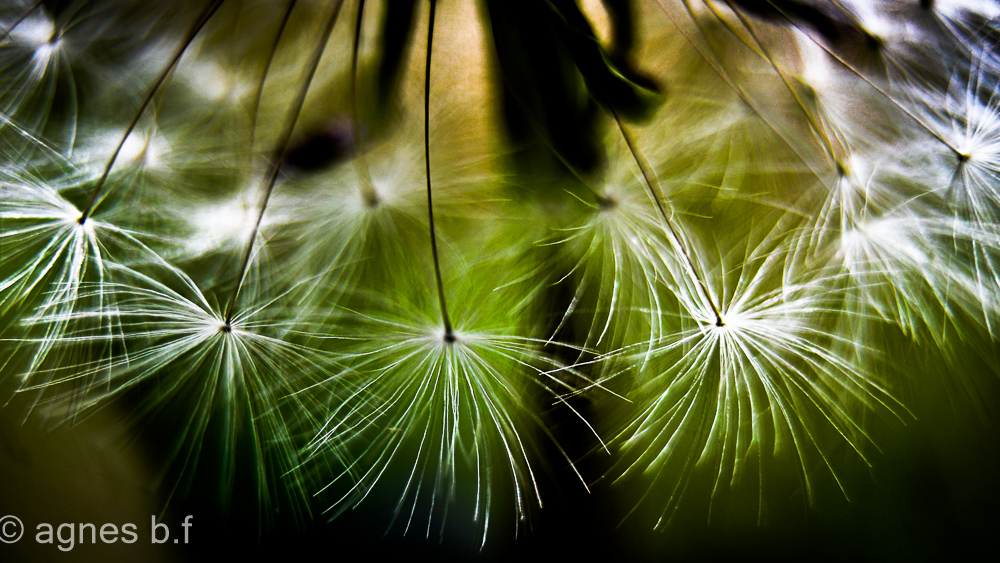 Wunderkerze der Natur