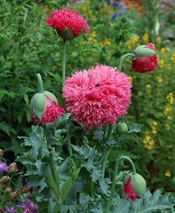 Wunderland - Garten