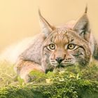 Wunderland Luchs