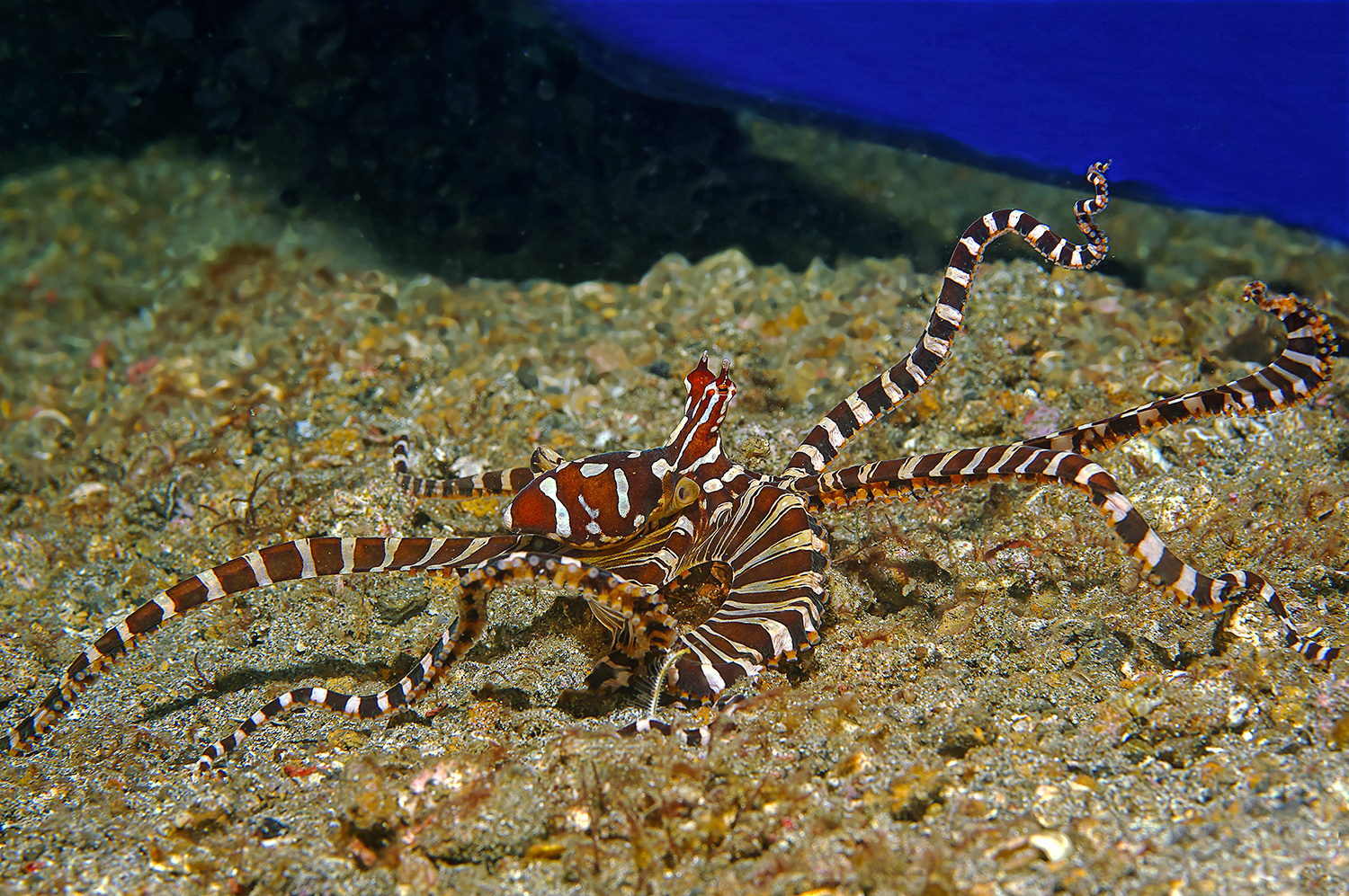 Wunderpus-Oktopus, Lembeh Strait, Nord-Sulawesi, Indonesien