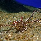 Wunderpus-Oktopus, Lembeh Strait, Nord-Sulawesi, Indonesien