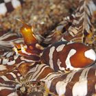 Wunderpus Photogenicus