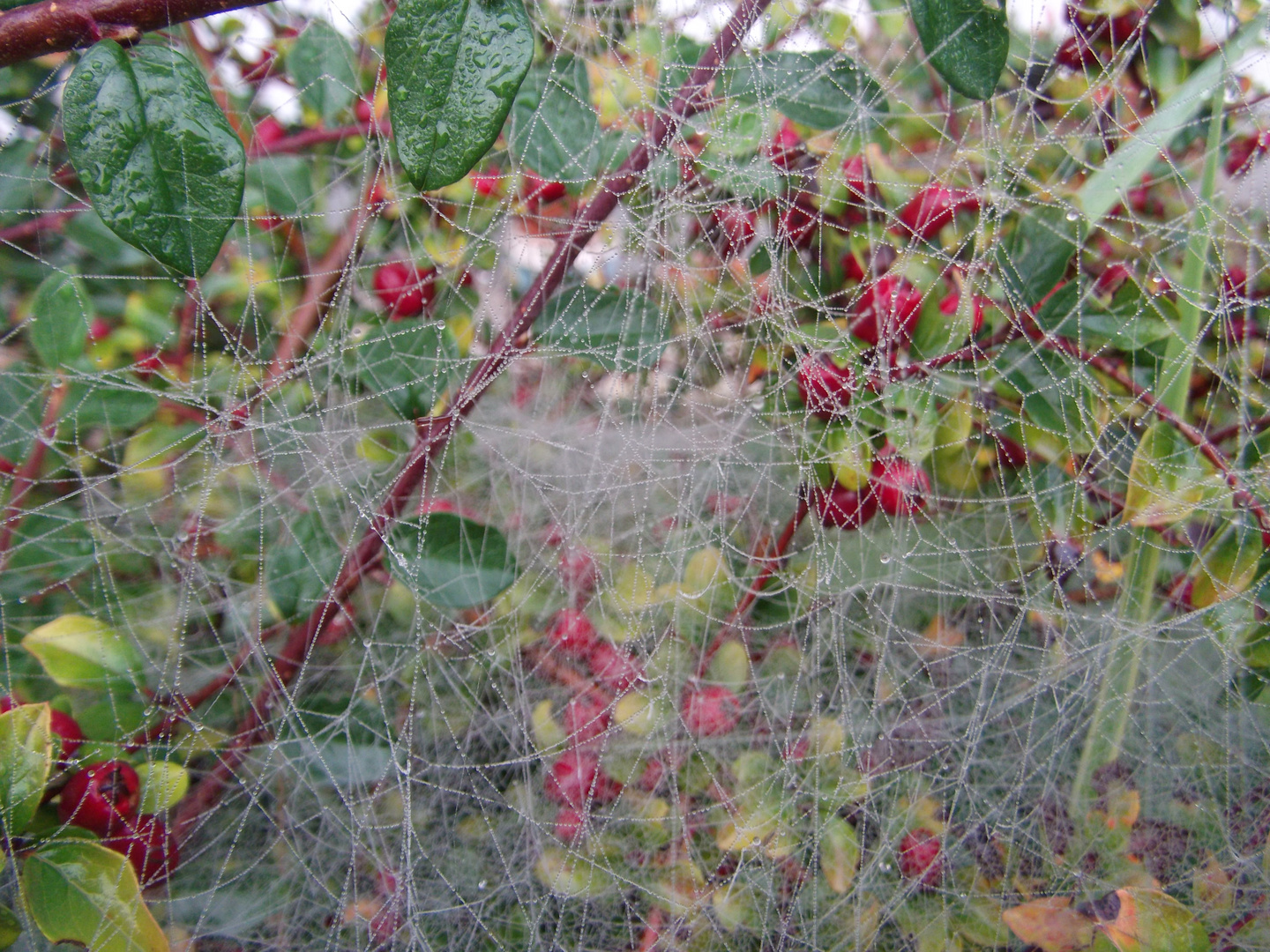 wundersames "Gewebe"