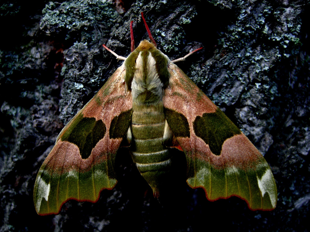 wundersames pelzgetier