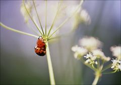 wunderschön arglos...