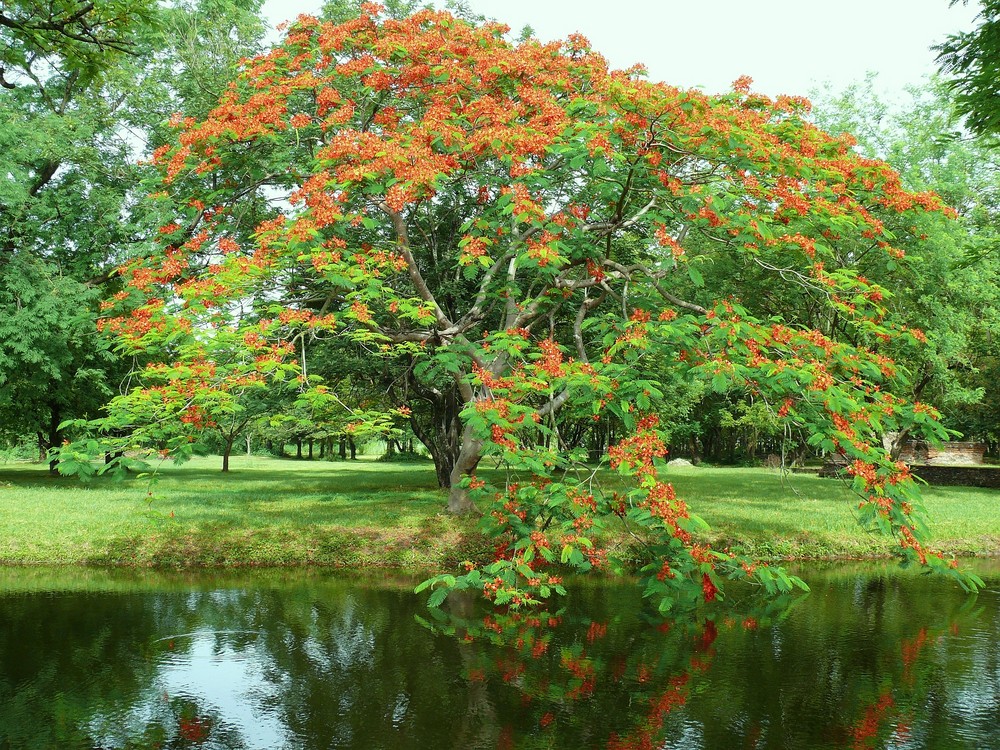 Wunderschön blühender Baum im Historical Park in Sukhothai.....