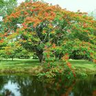 Wunderschön blühender Baum im Historical Park in Sukhothai.....