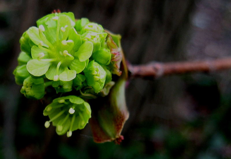 Wunderschön die kleinen Baumblüten....